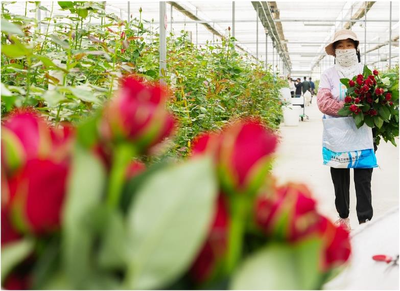 图为曲坊现代农业产业园。