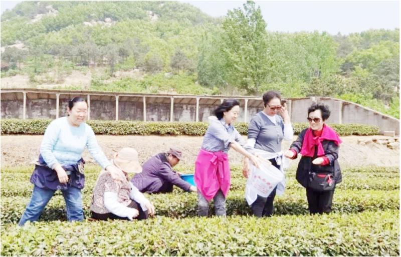 山东老年大学康养游学团打卡云雾茶田并体验采茶。