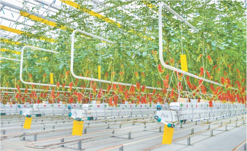 莒县招贤五彩现代农业智能连栋温室示范项目内景。(资料图片)