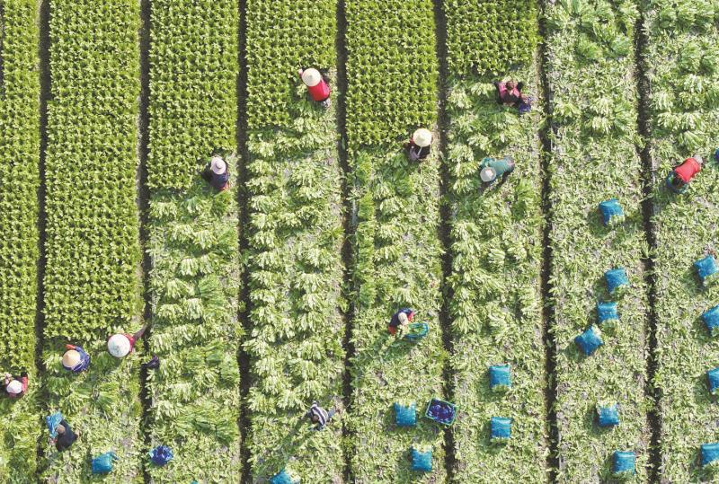 2026年2月24日,农民在四川彭州市九尺镇玉源社区的田地里采收油麦菜(无人机照片)。 新华社发