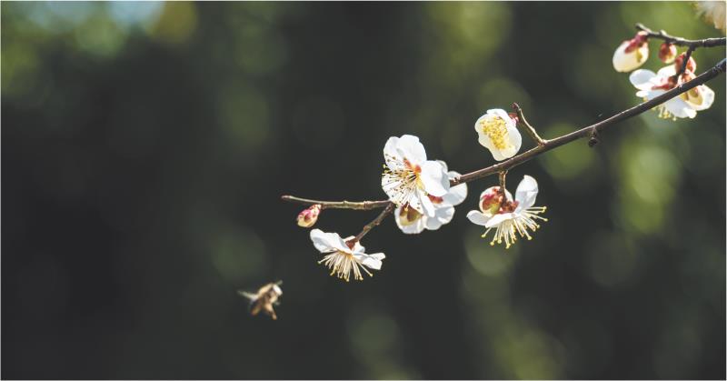 　　日照植物园　
    伦丽霞　摄