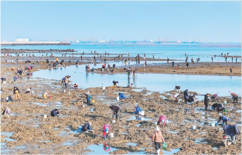 蔡家滩赶海
薄林 摄