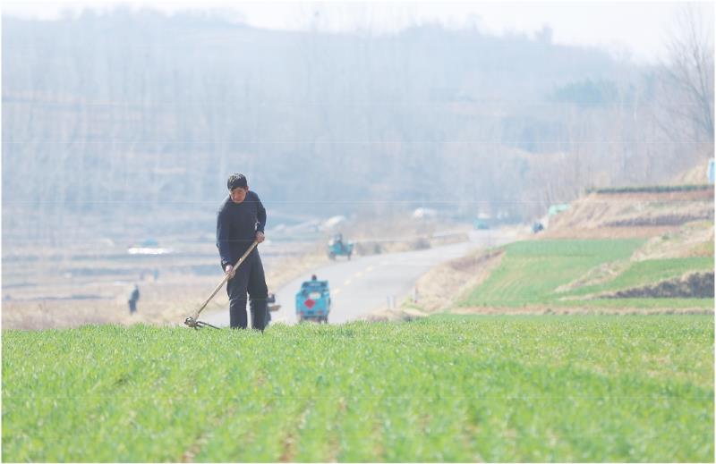 全媒体记者 马秀萍 通讯员 郑培波 报道
3月9日,东港区后村镇贺家沟村村民正抢抓晴好天气,穿梭于田间地头松土、播种、喷洒农药,全力投入春耕春播作业。
连日来,当地农户抢抓农时,有序推进春耕生产与田间管护,田间地头呈现出人勤春早的繁忙景象。