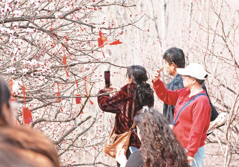 　　游客在驼石沟杏花村拍照打卡