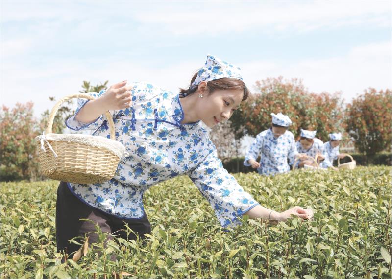 茶农身着传统服饰,在郁郁葱葱的茶园中采摘新茶。