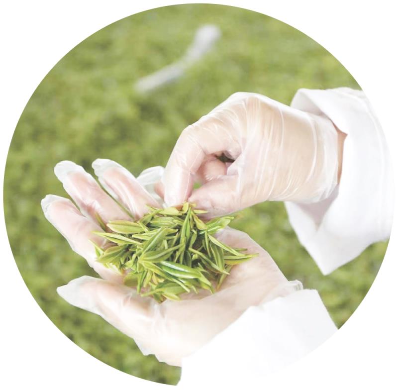 工作人员对新鲜采摘的茶芽进行人工挑拣,保障每一片茶叶的匀整度与品质。