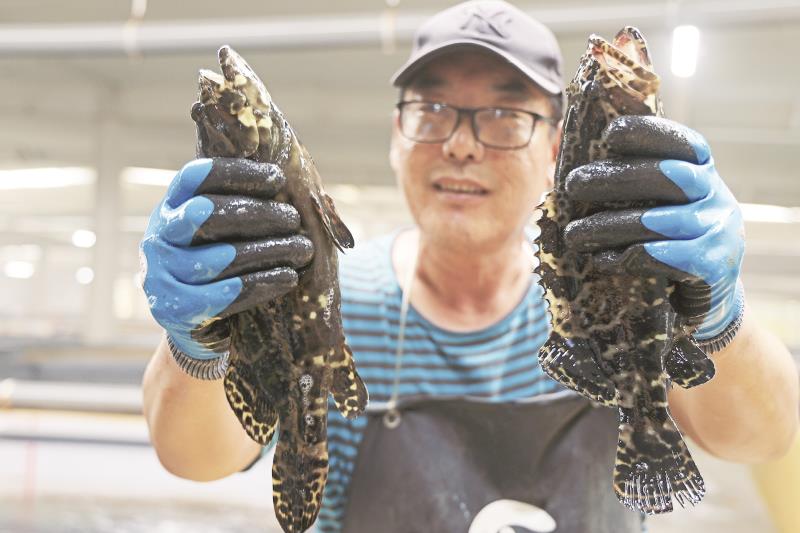 工作人员展示接近上市规格的石斑鱼