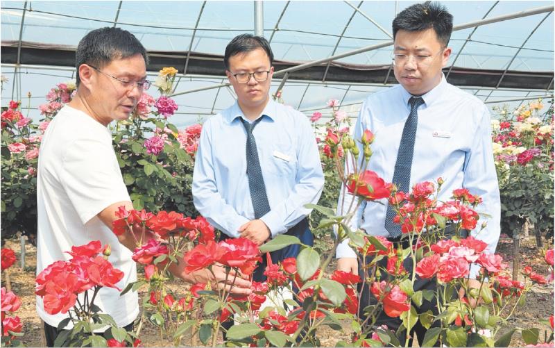 莒县农商银行工作人员与合作社工作人员交流玫瑰花长势