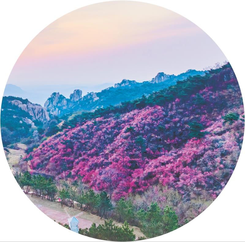 杜鹃花开满山